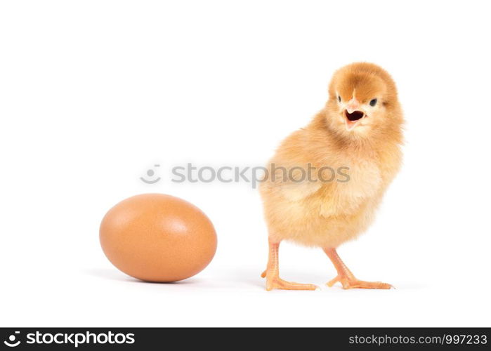 Little chicken isolated on white