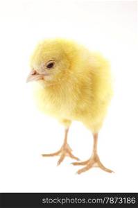 little chicken. live little yellow chicken animal isolated on white background