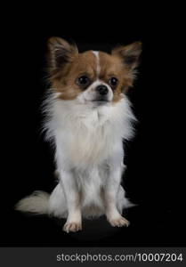 little chihuahua in front of black background