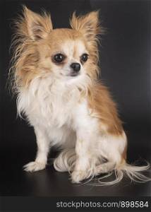 little chihuahua in front of black background