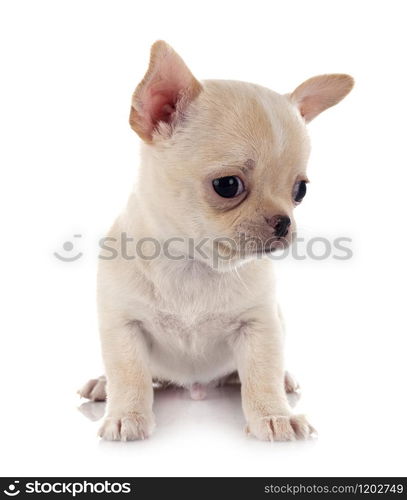 little chihuahua in front of white background