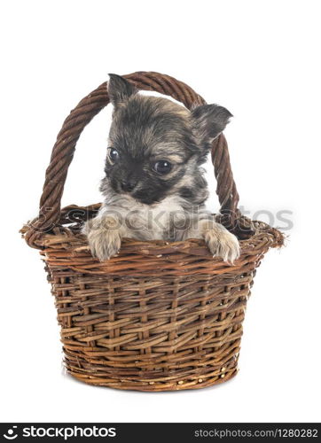 little chihuahua in front of white background