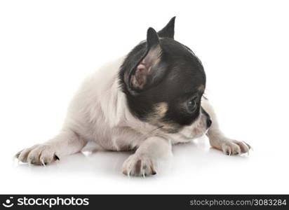 little chihuahua in front of white background
