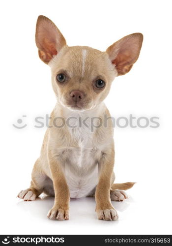 little chihuahua in front of white background