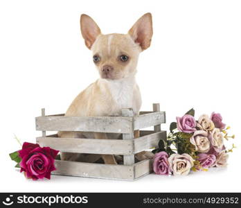 little chihuahua in front of white background