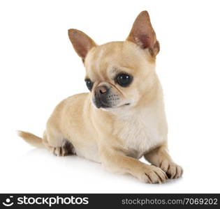 little chihuahua in front of white background