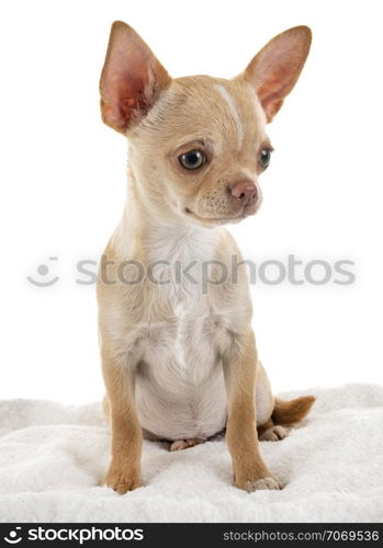 little chihuahua in front of white background