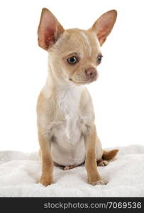 little chihuahua in front of white background