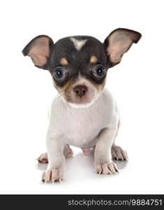 little chihuahua in front of white background