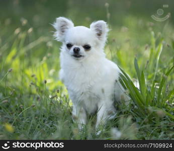 little chihuahua laid down in the nature