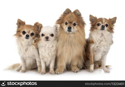 little chihuahuas and spitz in front of white background