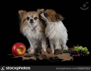little chihuahuas in front of black background