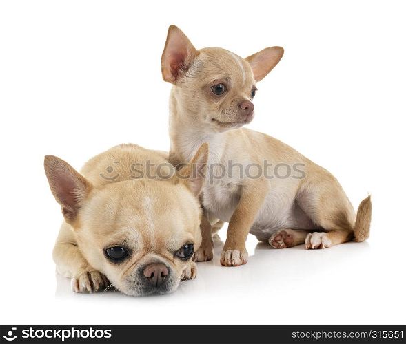 little chihuahuas in front of white background