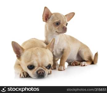 little chihuahuas in front of white background