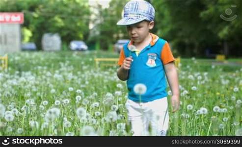 Little child making efforts in blowing dandelion. He standing in the field of blowballs