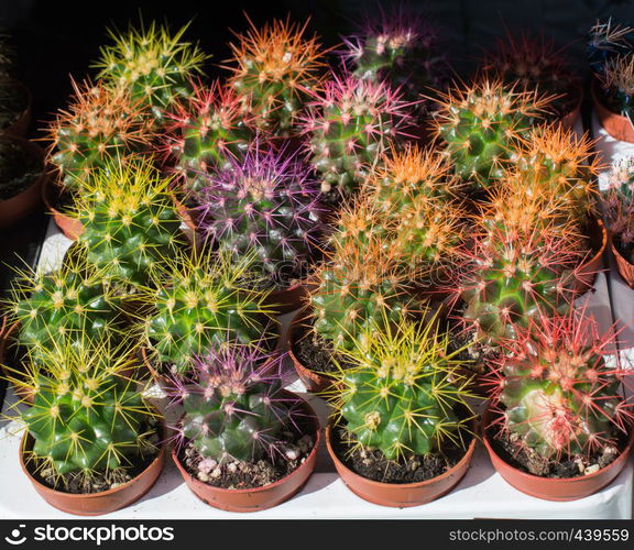 Little colorful cactus plant in a small pot