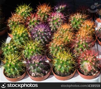 Little colorful cactus plant in a small pot
