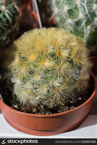 Little colorful cactus plant in a small pot