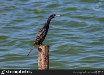 Little cormorant, Javanese cormorant (Microcarbo niger) bird in nature