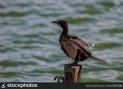 Little cormorant, Javanese cormorant (Microcarbo niger) bird in nature
