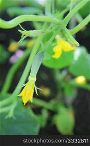 little cucumber with flower