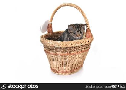 Little cute cat sitting in wicker basket