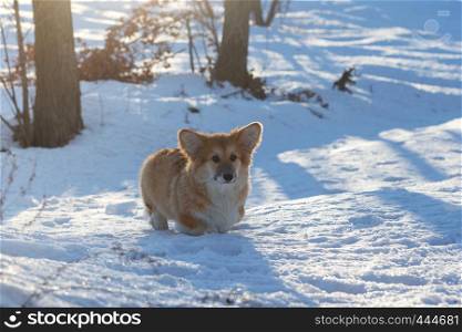 little cute corgi fluffy puppy at the outdoor close up portrait