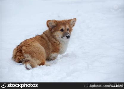 little cute corgi fluffy puppy at the outdoor close up portrait