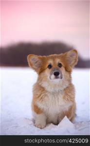 little cute corgi fluffy puppy at the outdoor close up portrait in winter day in sunset time