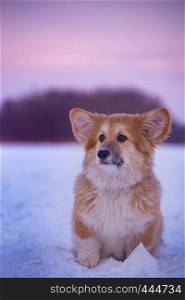 little cute corgi fluffy puppy at the outdoor close up portrait in winter day in sunset time