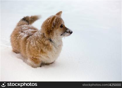 little cute corgi fluffy puppy at the outdoor close up portrait in winter day