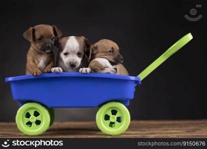 Little cute doggies in a toy car