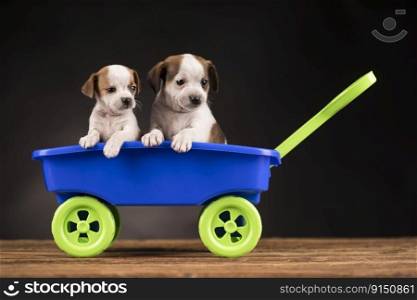 Little cute doggies in a toy car