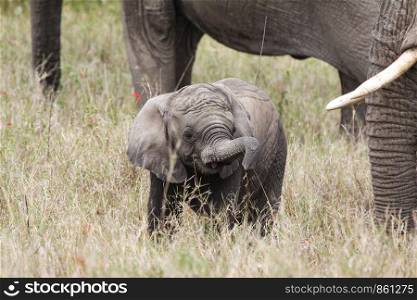 Little cute elephant picking food with a trunk