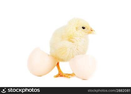 little cute fluffy chicken and shell of egg isolated