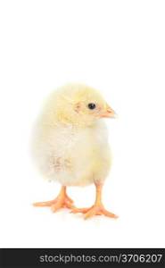 little cute fluffy chicken isolated