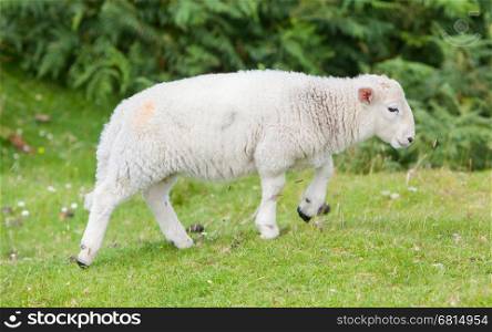 Little cute lamb walking on a field of grass