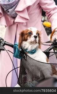 Little cute spaniel dog standing in front bicycle basket on pink coat background