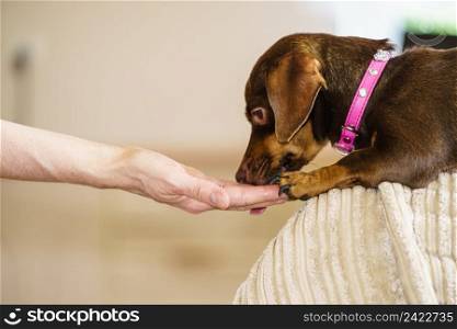 Little dachshund purebreed long bodied short legged small dog eating food for human owner male hand.. Little dog eats food from hand