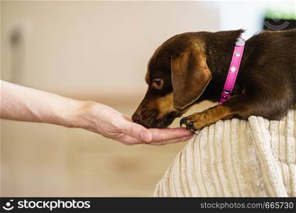 Little dachshund purebreed long bodied short legged small dog eating food for human owner male hand.. Little dog eats food from hand