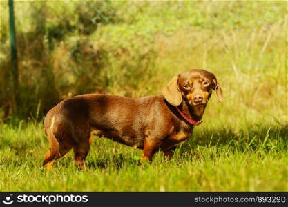 Little dachshund purebreed long bodied short legged small dog playing outside on grass during summer spring weather. Little dog playing outside