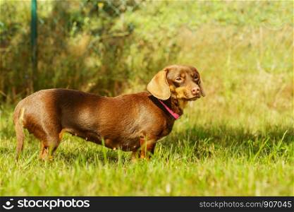 Little dachshund purebreed long bodied short legged small dog playing outside on grass during summer spring weather. Little dog playing outside
