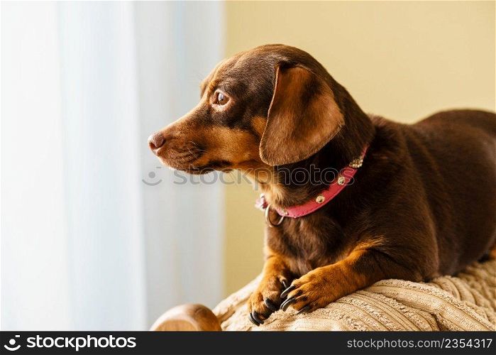 Little dachshund purebreed long bodied short legged small dog sitting relaxing and chilling on sofa couch indoor.. Little dog sitting on couch