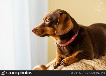 Little dachshund purebreed long bodied short legged small dog sitting relaxing and chilling on sofa couch indoor.. Little dog sitting on couch
