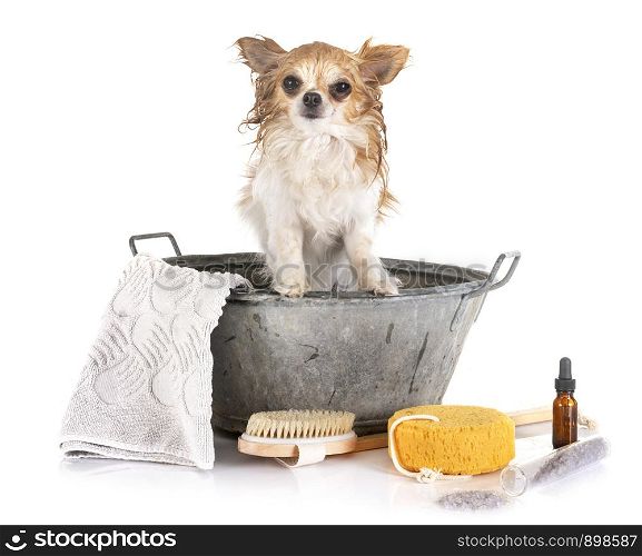 little dog and bath in front of white background