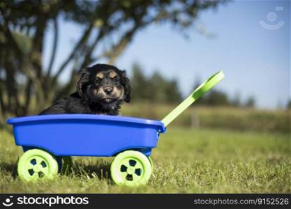 Little dog in a toy wagon on the grass