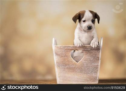 Little dog in a wooden crate 