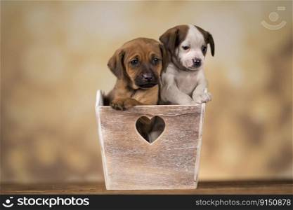 Little dog in a wooden crate 