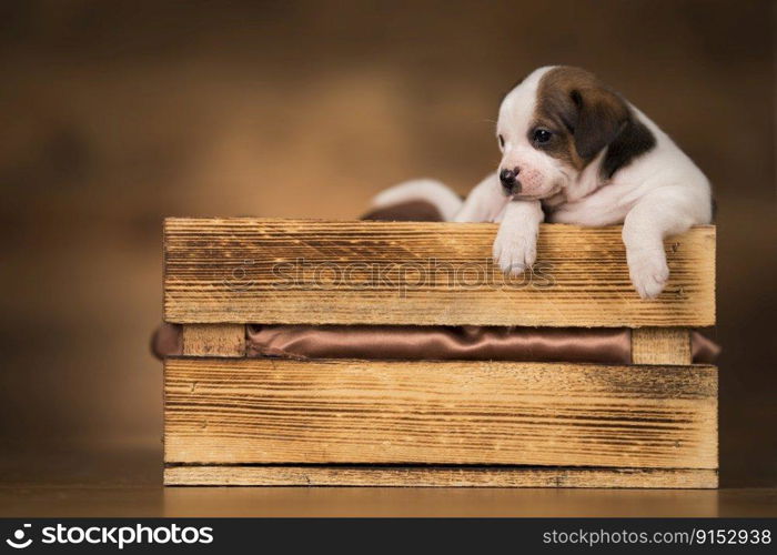 Little dog in a wooden crate