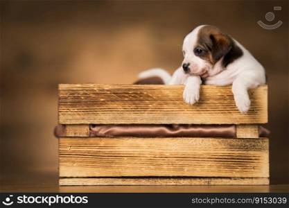 Little dog in a wooden crate